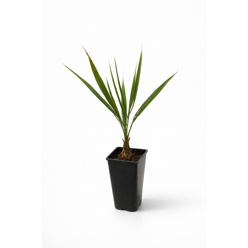 Butia Capitata